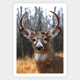 I am Prince - White-tailed deer Sticker